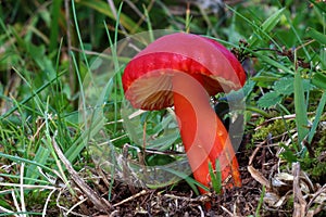 Red mushroom on the grass