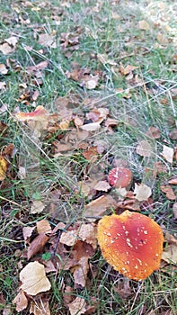 Red mushroom green grass in autumn season