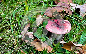 Red mushroom growing in the grass during autumn among fallen leaves. Simple autumn background