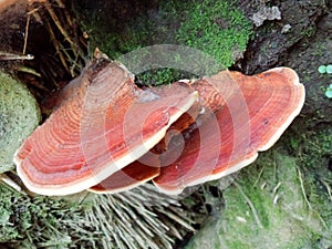 red mushroom growing on the roots of a bamboo tree