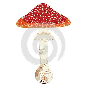 Red mushroom
