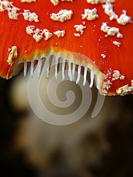 Red mushroom macro