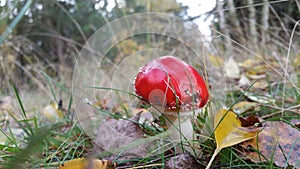Red Mushroom