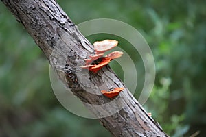 Red Mushroom in the New Bohai part wet-lands