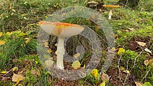 Red mushroom with a pool of water on top