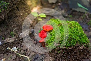 Red mushroom