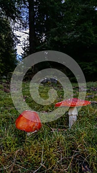 Red mushroom with white dots Amanita Muscaria in all its splendor. The poisonous magical plant that grows in the mountain forests