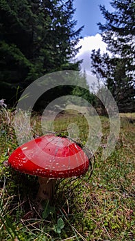 Red mushroom with white dots Amanita Muscaria in all its splendor. The poisonous magical plant that grows in the mountain forests