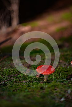 Red mushroom with white dots Amanita Muscaria in all its splendor. The poisonous magical plant that grows in the mountain forests