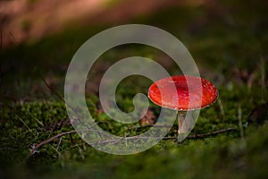 Red mushroom with white dots Amanita Muscaria in all its splendor. The poisonous magical plant that grows in the mountain forests