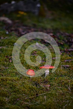 Red mushroom with white dots Amanita Muscaria in all its splendor. The poisonous magical plant that grows in the mountain forests