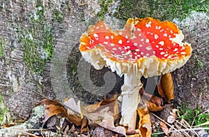 Red mushroom with white dots Amanita muscaria in the forest