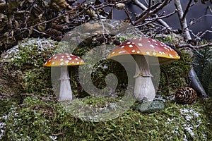 red mushroom with white dots and dark background