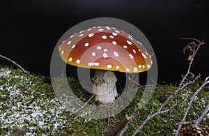 red mushroom with white dots and dark background