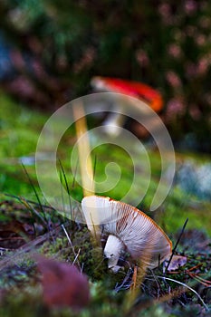 Red mushroom with white gills in autumn.