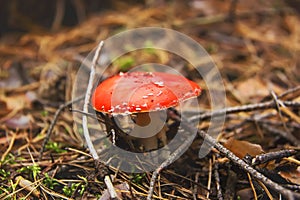 Red mushroom with white points in the autumn forest. Amanita muscaria fly agaric or fly amanita