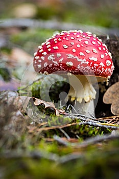 Red mushroom with white spots in autumn.