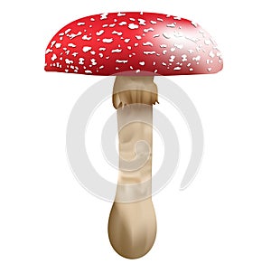 Red mushroom with white spots, fly agaric, fly amanita, Amanita muscaria  illustration