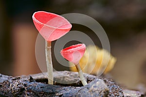 Red mushrooms