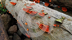 red mushrooms growing on fallen trees