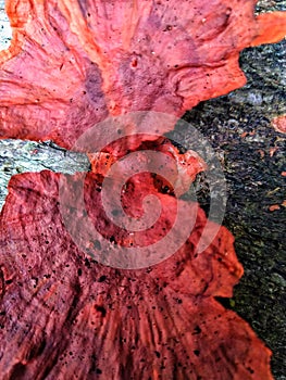 Red mushrooms growing on trees