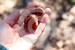 Red mushrooms in hand in the spring forest. Woman holding scarlet elf cup, Sarcoscypha austriaca or Sarcoscypha eadible mashroom