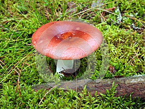 Red mushrooms on moss