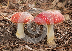 Red Mushrooms