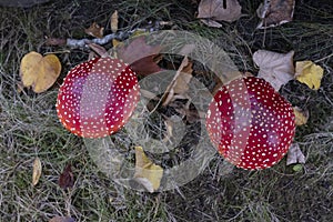 Aminita mushrooms, red with white spots photo
