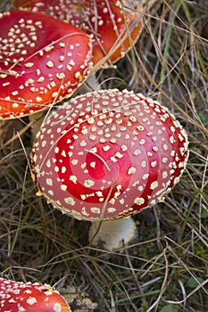 Red mushrooms.