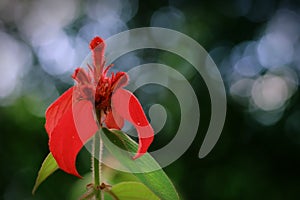 Red mussaenda flower aka ashanti blood with bokeh background