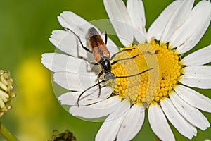 Red mustachioed insect sits on a white daisy flower