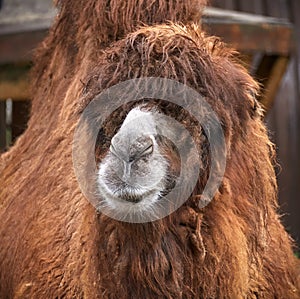 red muzzle of a large camel