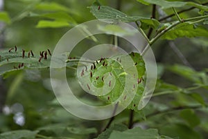 Red nail galls on a lime leaf