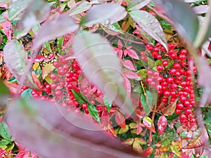 Red Nandina domestica berries