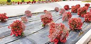 Red nandina domestica bushes grow in a flowerbed along the road