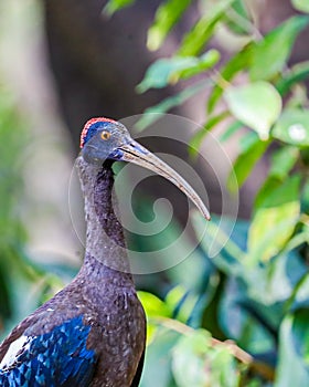 A Red Naped Ibis