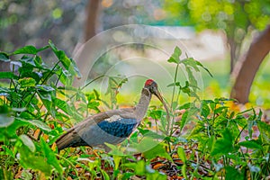 A Red Naped Ibis