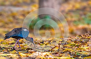 A Red Naped Ibis