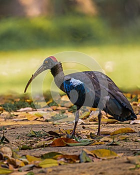 A Red Naped Ibis