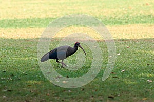 Red naped ibis bird with long legs and long downcurved beak walking on green grass lawn in park