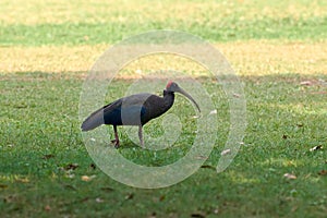 Red naped ibis bird with long legs and long downcurved beak walking on green grass lawn in park