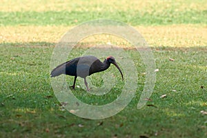 Red naped ibis bird with long legs and long downcurved beak walking on green grass lawn in park