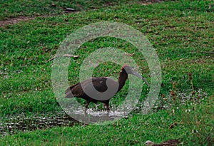 The red-naped ibis bird seen during monsoon