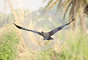 Red-Naped Ibis in flight