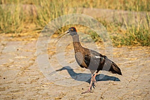 Red naped ibis or Indian black ibis or Pseudibis papillosa at keoladeo national park, bharatpur, india