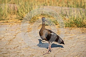 Red naped ibis or Indian black ibis or Pseudibis papillosa at keoladeo national park, bharatpur, india