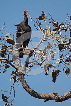 Red-naped ibis Pseudibis papillosa on a branch tree.