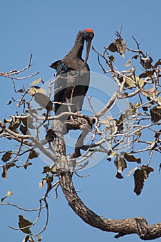 Red-naped ibis Pseudibis papillosa preening on a tree branch.