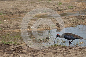 Red-naped ibis Pseudibis papillosa searching for food.